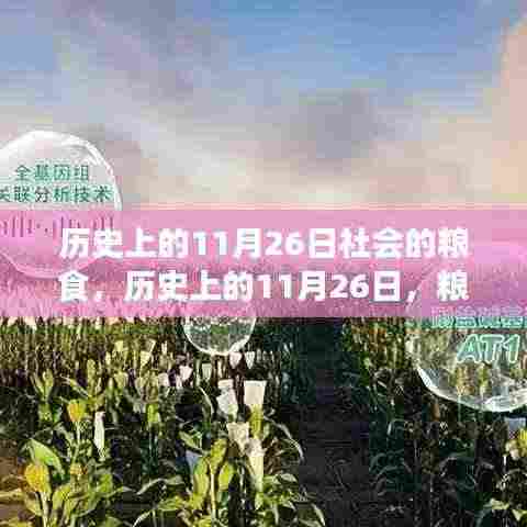 历史上的11月26日，粮食与社会脉络的交织发展