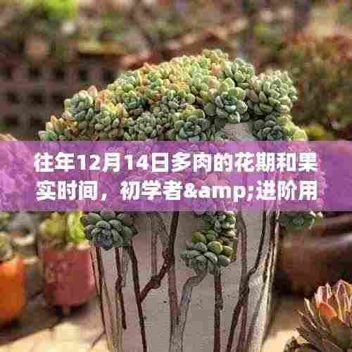 多肉植物花期与果实时间季节性指导,以12月14日为中心,适用于初学者与进阶用户掌握的季节性指南