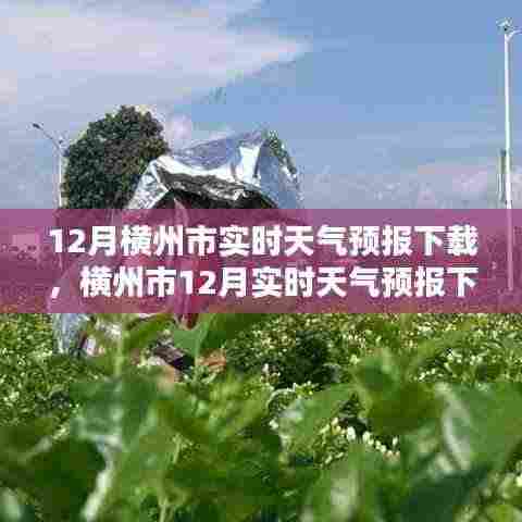 横州市十二月实时天气预报下载,重要性、影响分析及获取途径