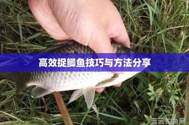 高效捉鲫鱼技巧与方法分享