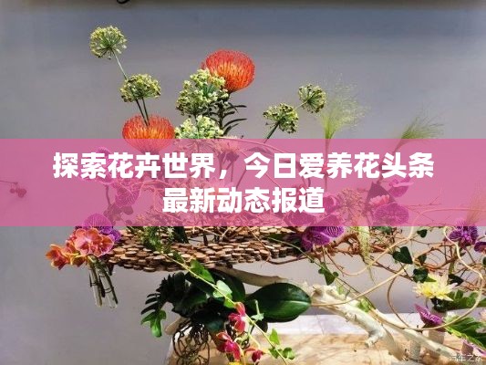 探索花卉世界,今日爱养花头条最新动态报道