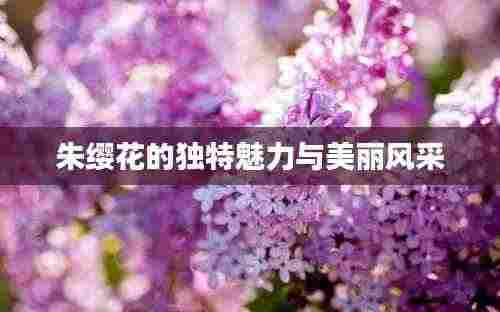 朱缨花的独特魅力与美丽风采