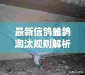 最新信鸽雏鸽淘汰规则解析,全方位解读选拔标准