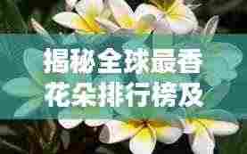 揭秘全球最香花朵排行榜及解析