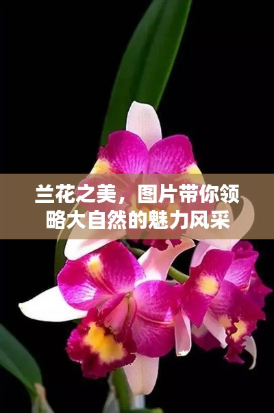 兰花之美,图片带你领略大自然的魅力风采